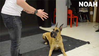 염력 쓰는 걸 보는 강아지별 반응.gif | 인스티즈