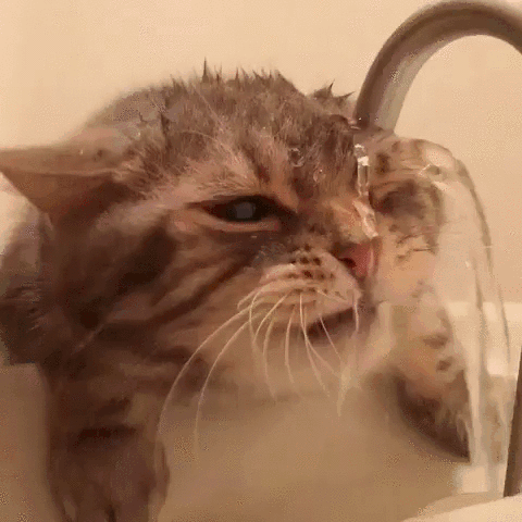 물 먹는 고양이 | 인스티즈