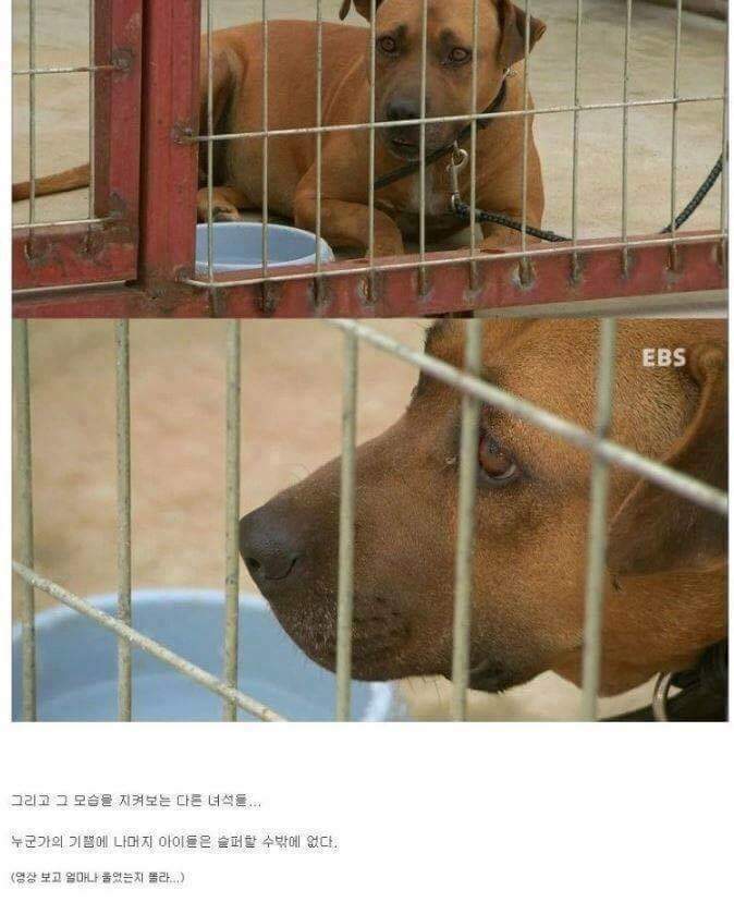 나는 아직 살수 있는데 왜 죽으라하나요 | 인스티즈