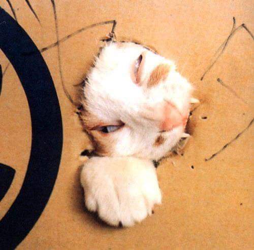 고양이를 이해하는걸 포기했다 | 인스티즈