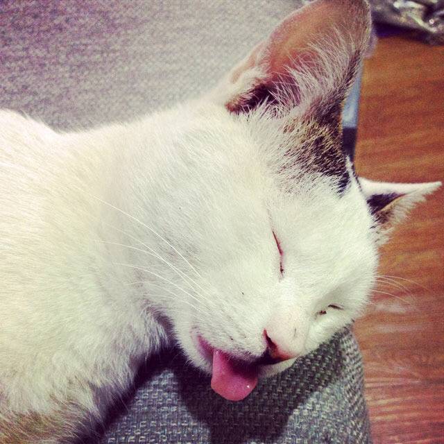 고양이 혀 집어넣는거 까먹었을때.jpgif | 인스티즈