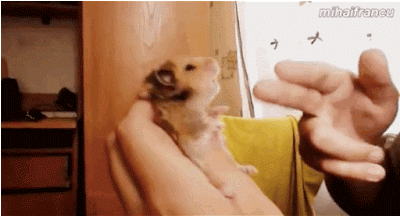 주인새끼 또이네.GIF | 인스티즈