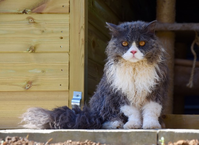 고양이계의 푸들 셀커크렉스 | 인스티즈