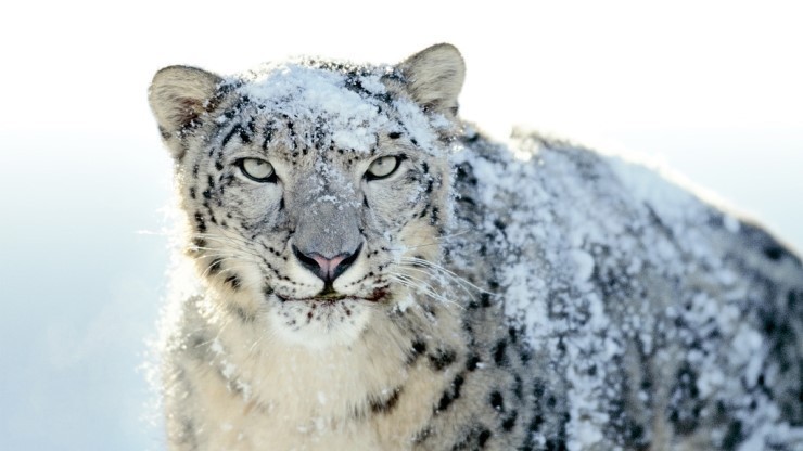 내가 가장 좋아하는 고양이과 맹수는?? | 인스티즈