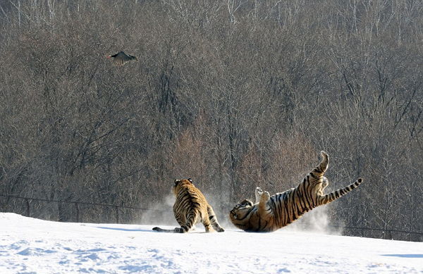 멍청한 호랑이.JPG | 인스티즈