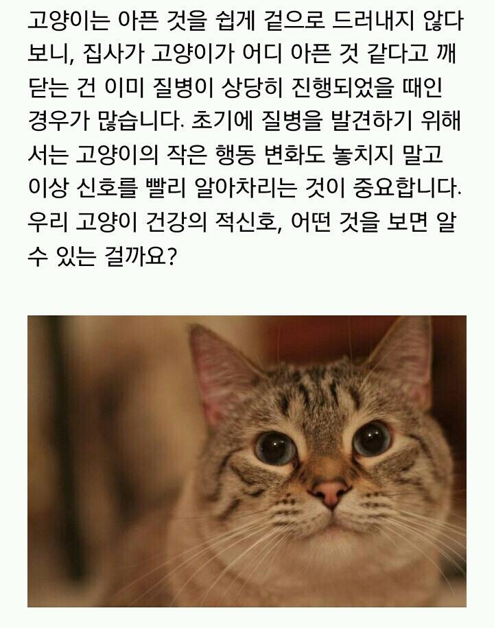 [반려동물] 고양이가 아플 때 보내는 신호 | 인스티즈