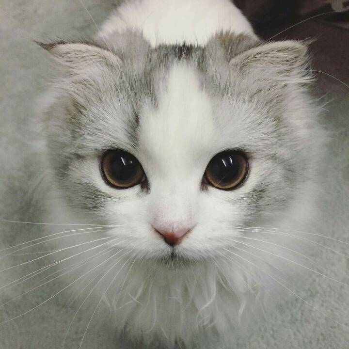 냥덕 입문냥 | 인스티즈