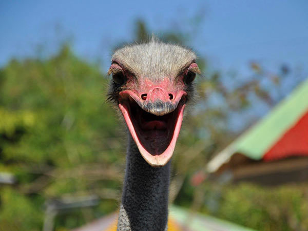 맛있어 보이는 타조알 요리.jpg | 인스티즈