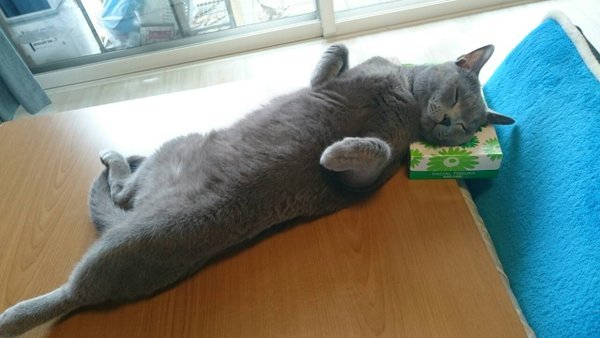 세상에 많고많은 상자중에 하필이면 휴지곽에 꽂혔다는 고양이.jpg | 인스티즈