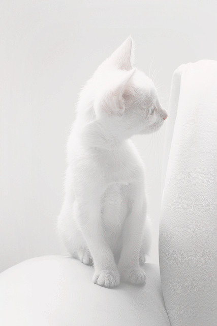 White | 인스티즈