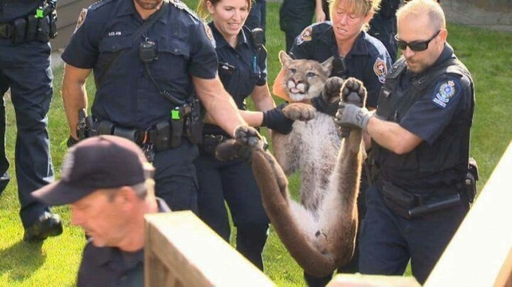 천조국의 흔한 길냥이 | 인스티즈