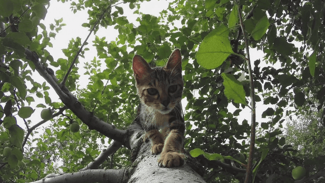 고양이 vs 강아지 | 인스티즈