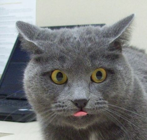 고양이 혀 집어넣는거 까먹었을때.jpgif | 인스티즈