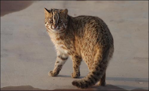 내가 가장 좋아하는 고양이과 맹수는?? | 인스티즈