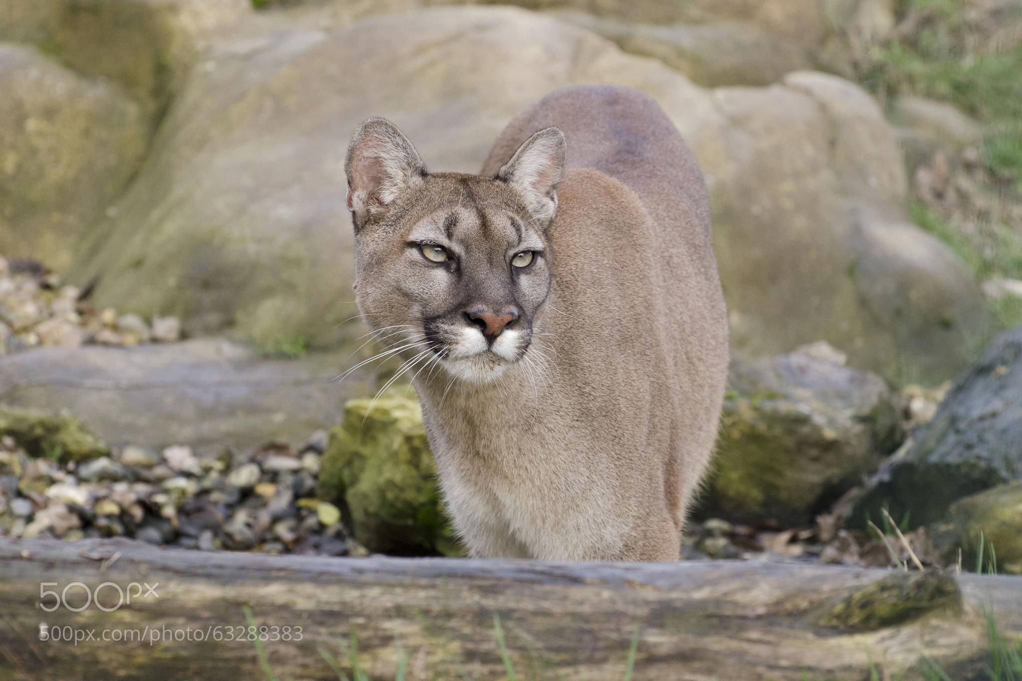 내가 가장 좋아하는 고양이과 맹수는?? | 인스티즈