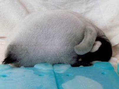 펭귄이 자는 모습 | 인스티즈