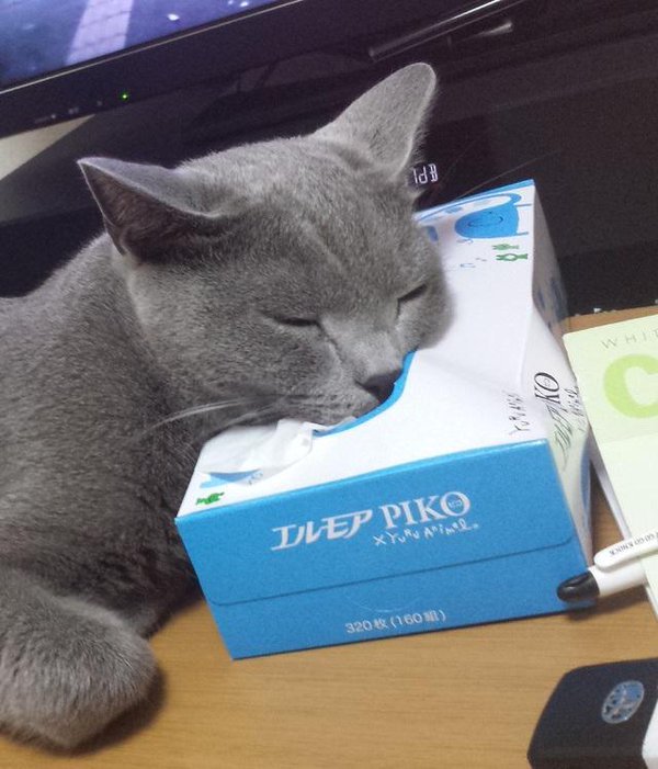티슈 상자를 좋아하는 고양이 | 인스티즈