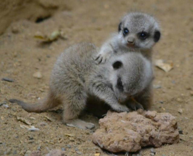귀여운 아기 미어캣 | 인스티즈