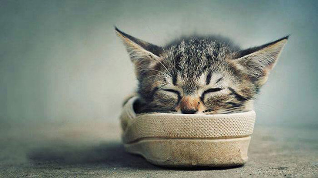 낮잠 자는 고양이들 | 인스티즈