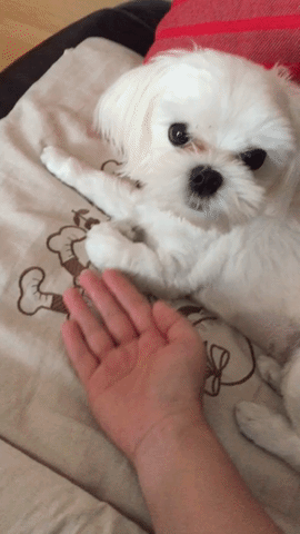 [유머] 손발을 구별 못하는 개 | 인스티즈