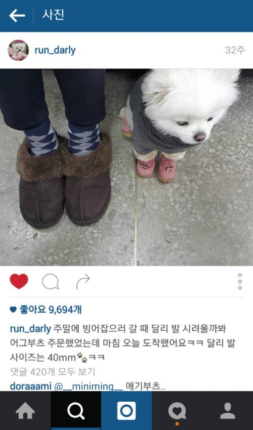 유기견에서 스타강아지가 되기까지 달리의 변화모습 | 인스티즈