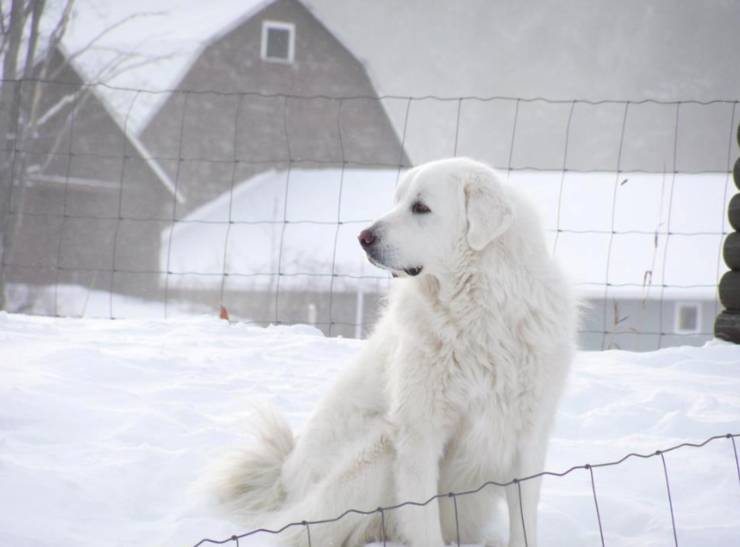 그레이트 피레니즈에 대하여 | 인스티즈