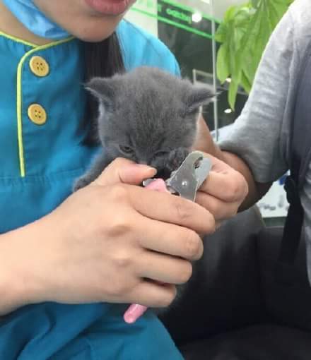 아기고양이가 굉장히 화남 | 인스티즈