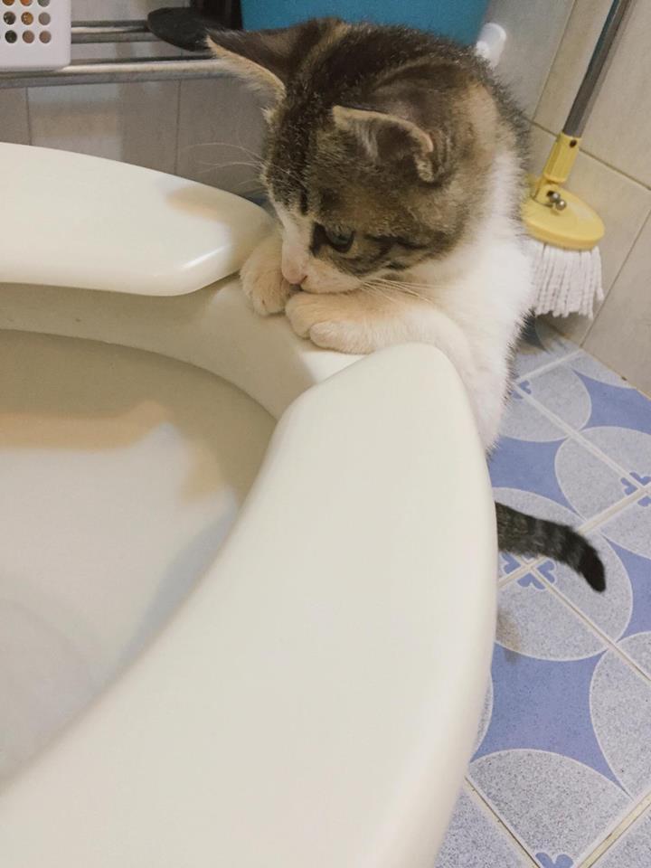 물 내려가는 변기가 신기한 고양이.jpg | 인스티즈