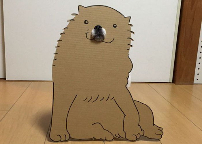 라면상자로 코스프레 당하는 강아지 | 인스티즈