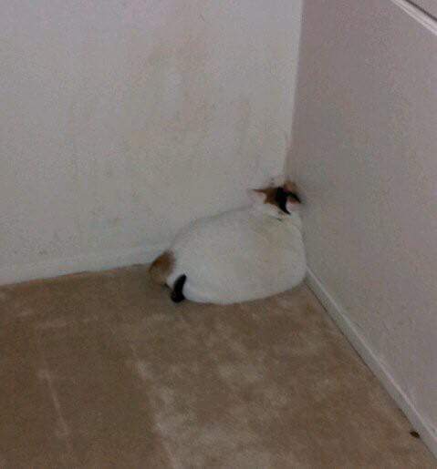 고양이를 이해하는걸 포기했다 | 인스티즈