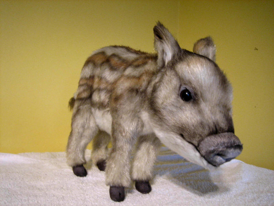 귀여운 동물새끼들.jpg | 인스티즈