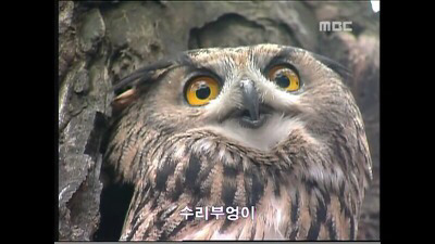 북한에가면 볼수있다는 신기한 동물들 .jpg | 인스티즈