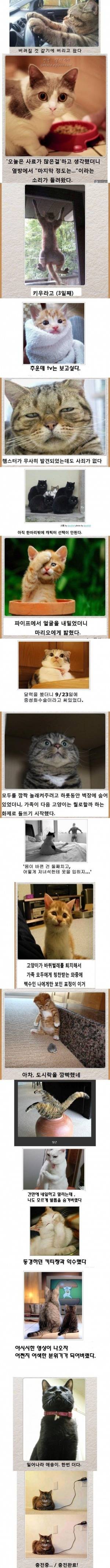 냥이 제목학원 | 인스티즈