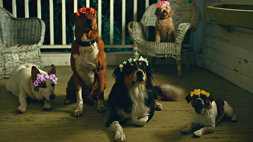 꽃을 머리에 쓴 강아지들 | 인스티즈