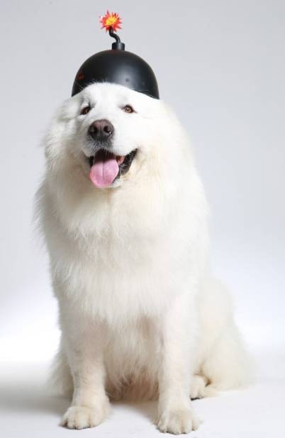 그레이트 피레니즈에 대하여 | 인스티즈