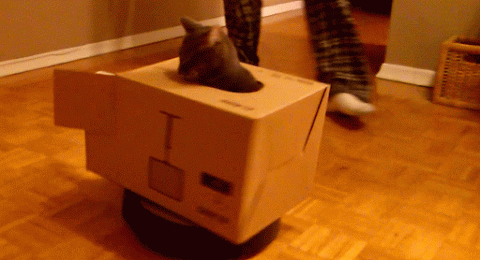 고양이와 상자 | 인스티즈
