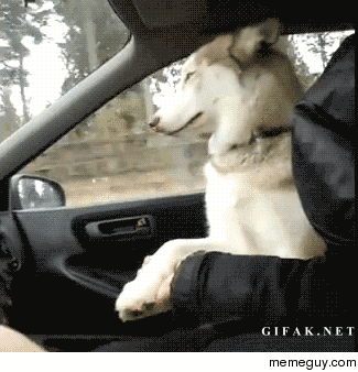 사람과 교감하는 동물들.gif (feat.신기함) | 인스티즈