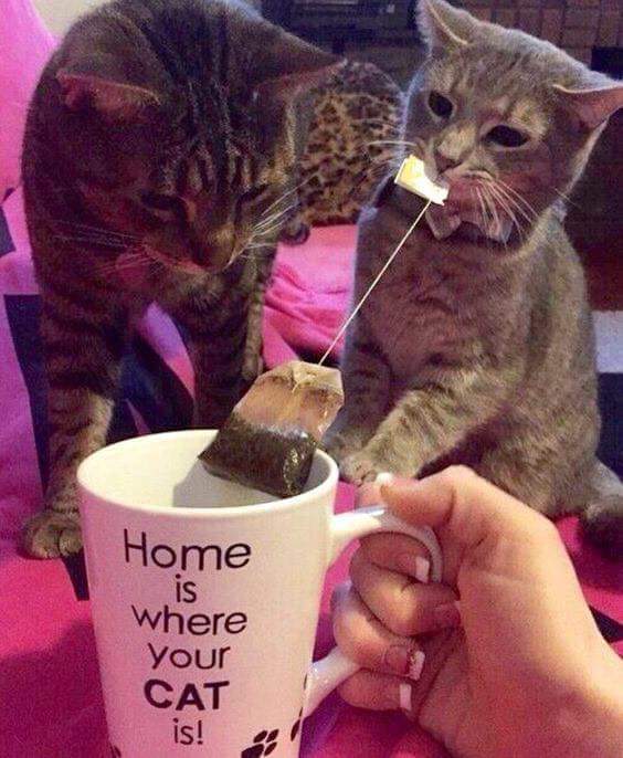 고양이를 이해하는걸 포기했다 | 인스티즈