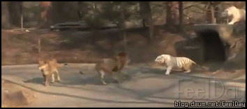 숫사자 vs 백호 실제 싸움.gif | 인스티즈