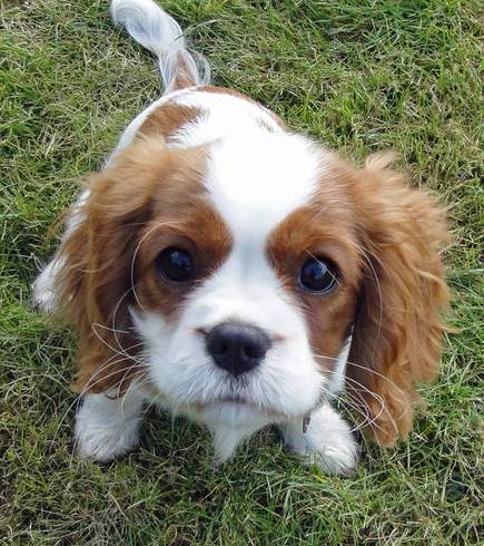 킹 찰스 스파니엘에 대하여 | 인스티즈