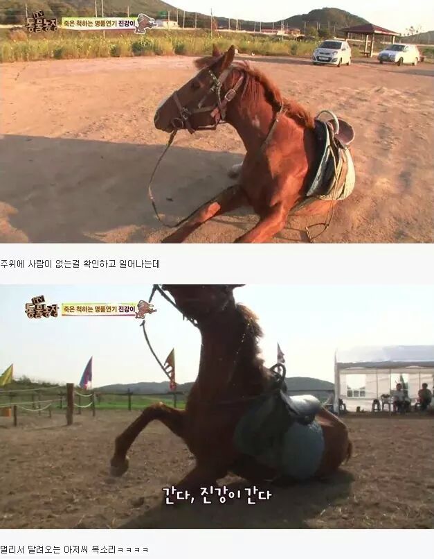 죽은척 하는 말 | 인스티즈