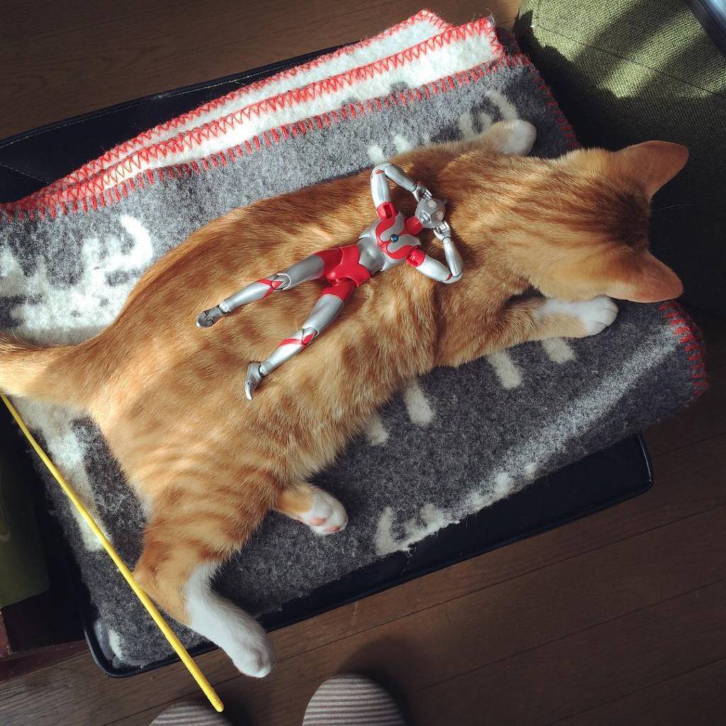 울트라맨이 지켜주는 고양이의 성장 기록 | 인스티즈