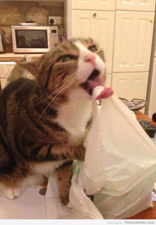 고양이를 이해하는걸 포기했다 | 인스티즈