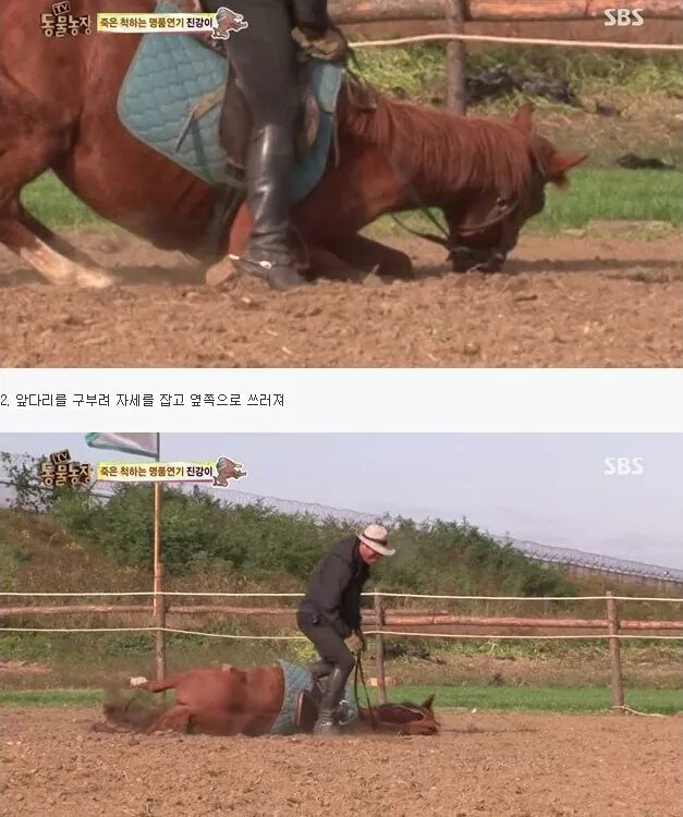 죽은척 하는 말 | 인스티즈