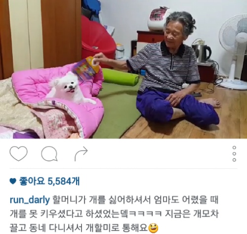 유기견에서 스타강아지가 되기까지 달리의 변화모습 | 인스티즈