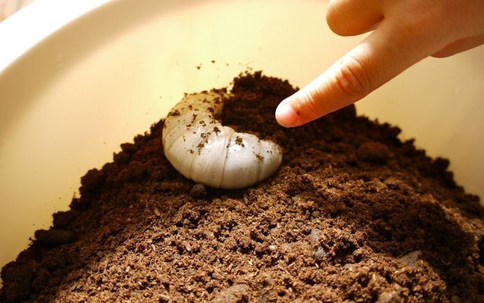 일본초딩이 찍은 헤라클레스 장수풍뎅이의 일생 | 인스티즈