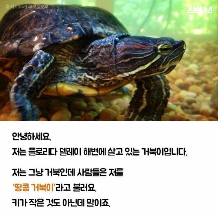저는 땅콩 거북이 입니다 | 인스티즈