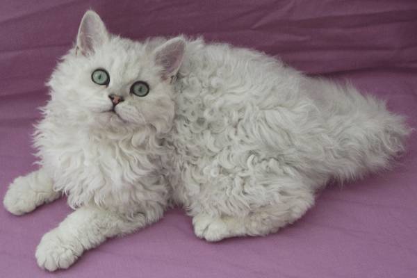 고양이계의 푸들 셀커크렉스 | 인스티즈