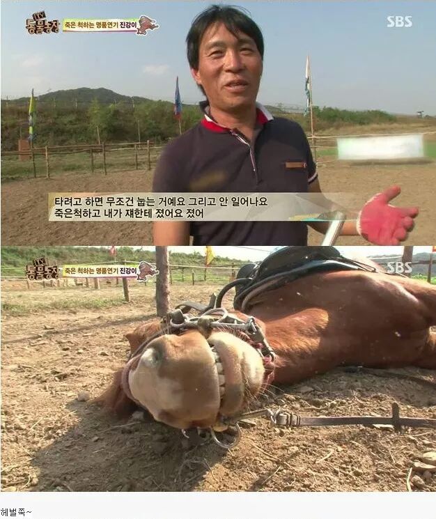 죽은척 하는 말 | 인스티즈