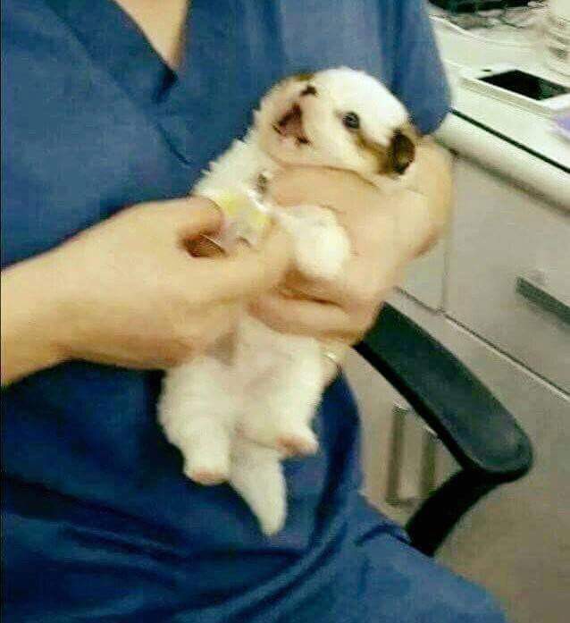 강아지와 고양이의 발톱 깎을때 차이 | 인스티즈